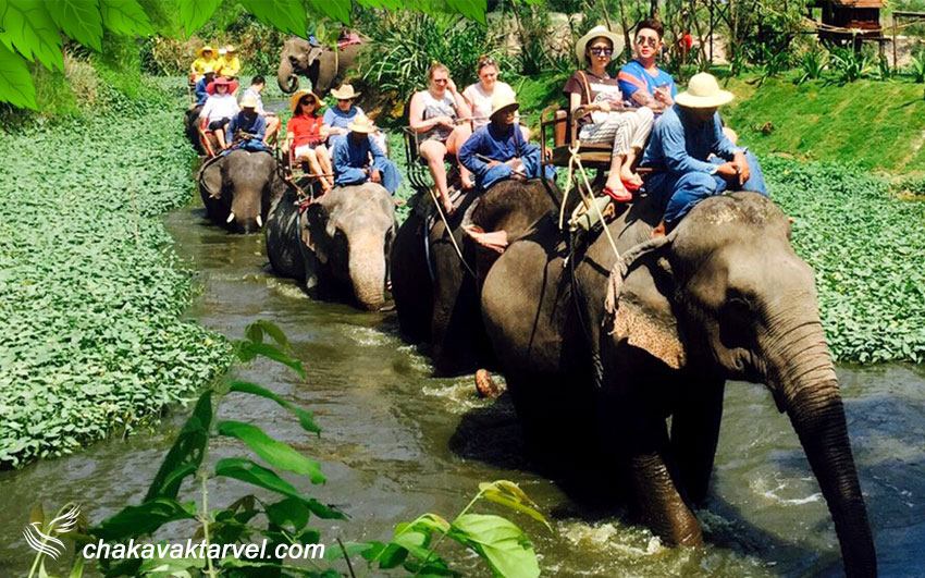 دهکده فیل ها | Pattaya Elephant Village