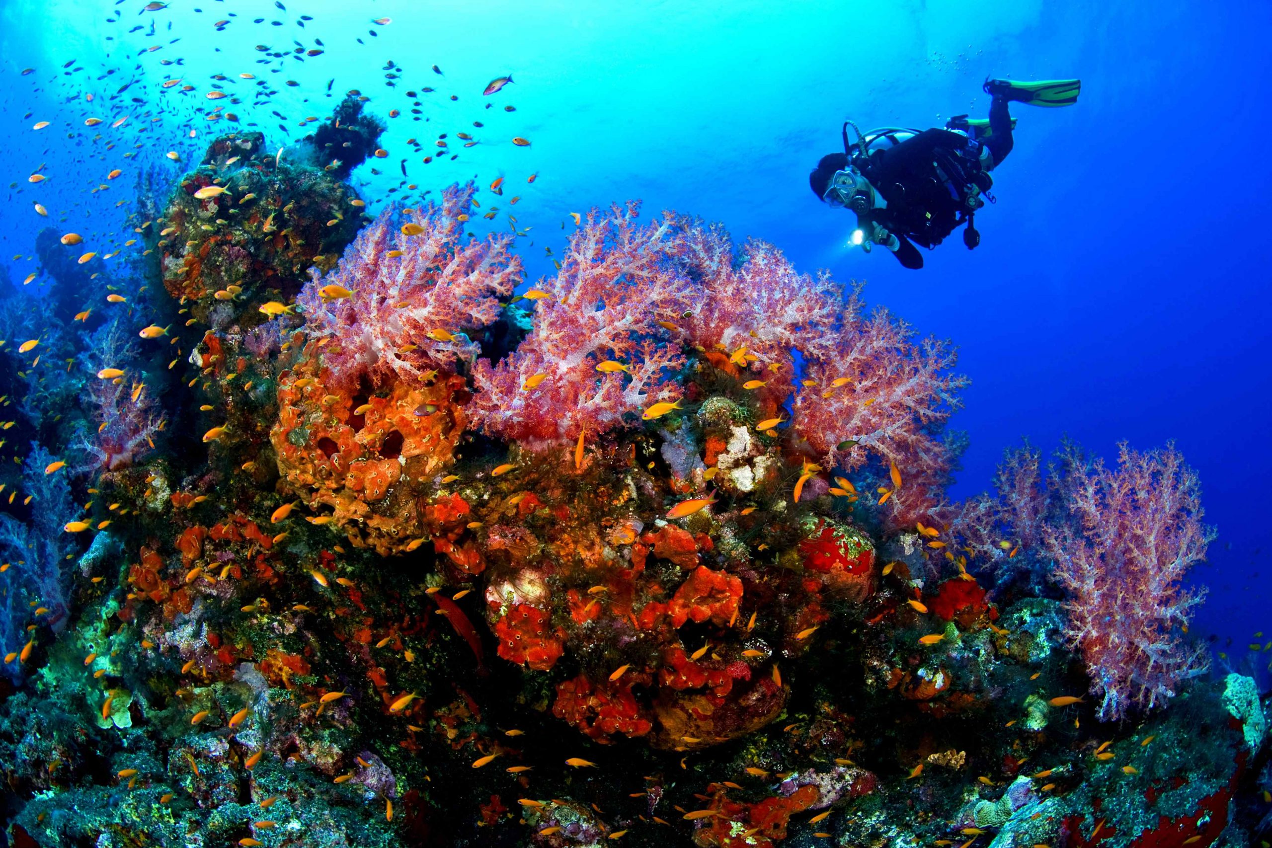 غواصی در آب های صباح در کنار گونه های زیستی و آبی مرجانها و ماهی های جزیره صباح مالزی