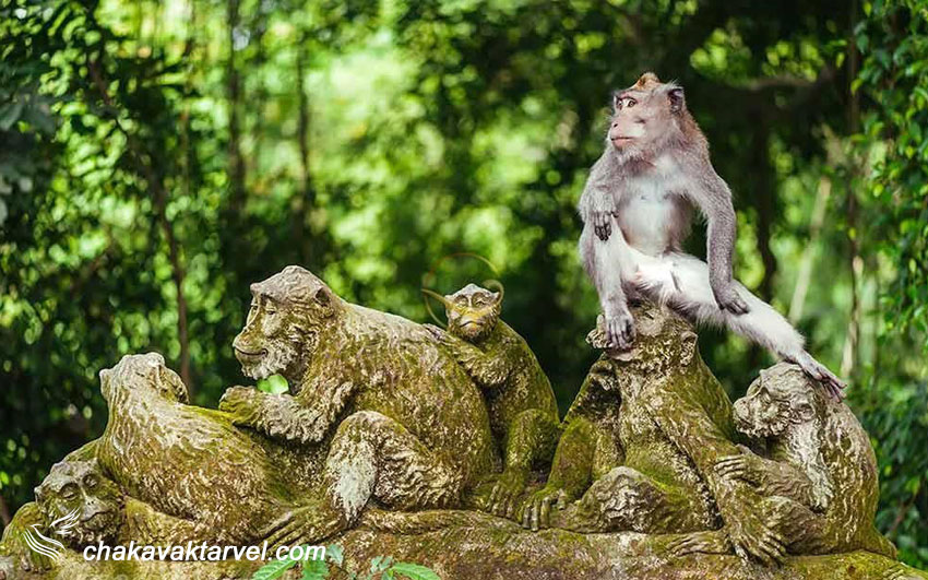 جنگل میمونهای اوبود بالی در اندونزی